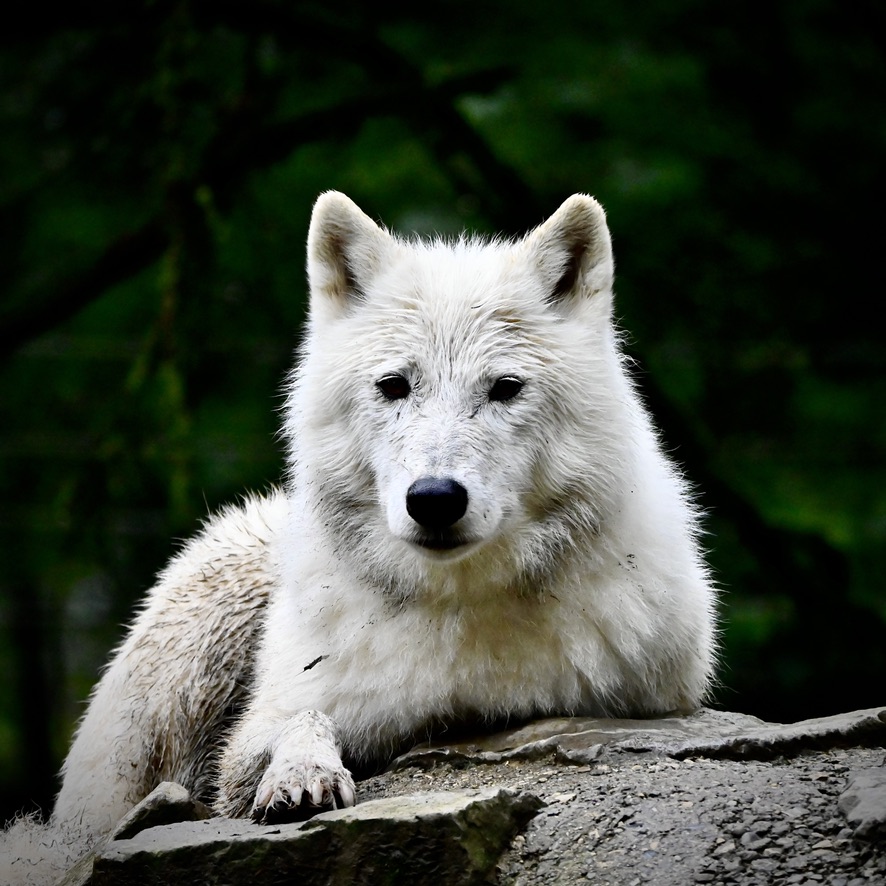 Arctic Wolf at Rest